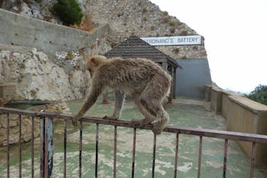 Full-day guided tour to Gibraltar from Malaga